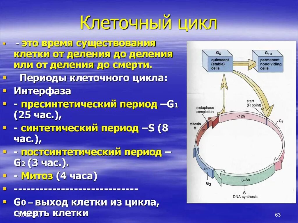 Последовательность стадий развития клеток. Период g1 клеточного цикла. G1 s g2 клеточный цикл основные процессы. Периоды жизненного цикла клетки. G1 период жизненного цикла клетки.