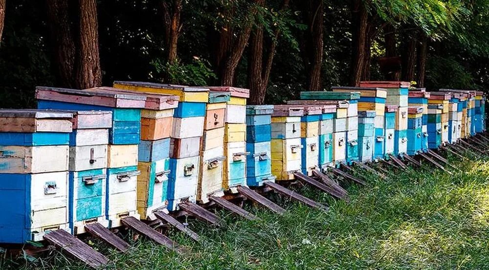 Купить пчел белгородская