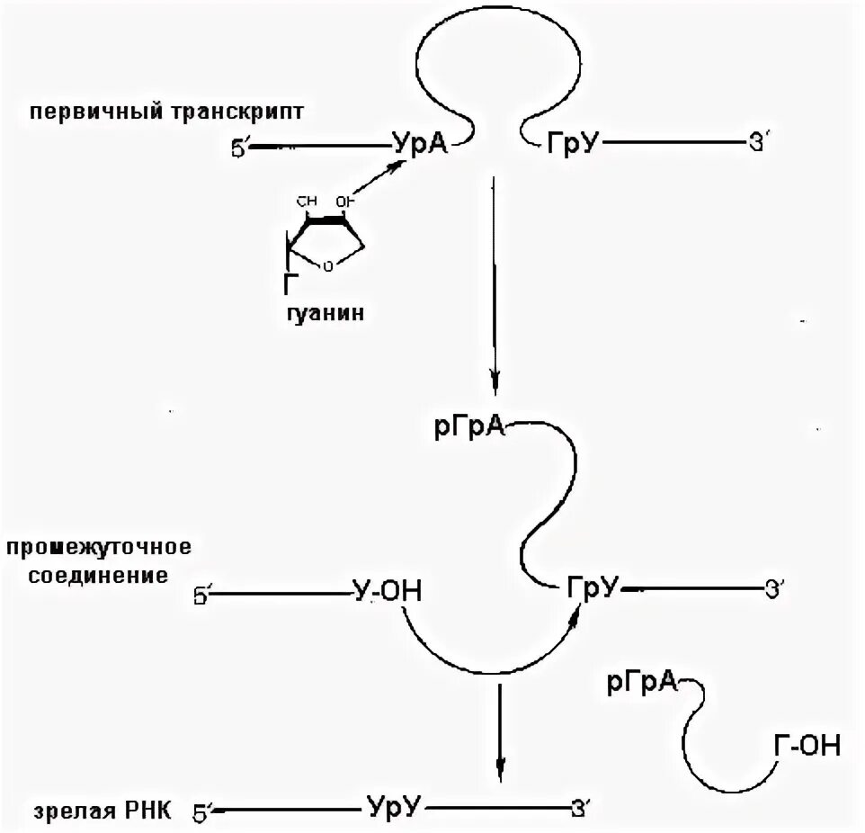 Первичный Транскрипт это. Процессинг РНК БХ.