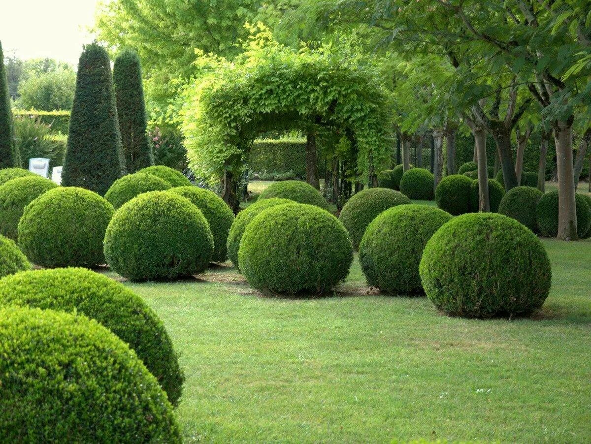 Дерево округлой формы. Самшит Buxus. Самшит вечнозелёный. Туя шаровидная и самшит. Самшит вечнозеленый шаровидный.