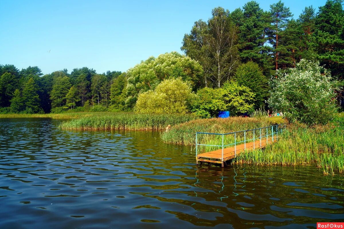 пляж д. озеро гать липецкая область. озеро каркомля новгородская область. озеро гать. озеро гать липецкая область.