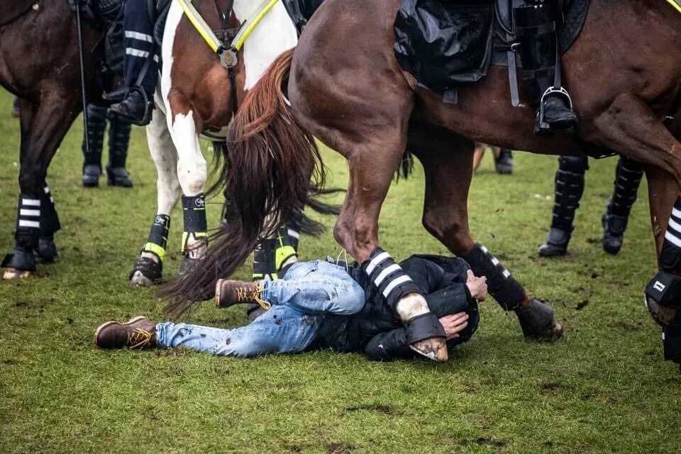 Разгон демонстрантов вснидерландах. Лошадь затоптала человека. Нидерланды разгон демонстрации. Разгон протестующих в Нидерландах.