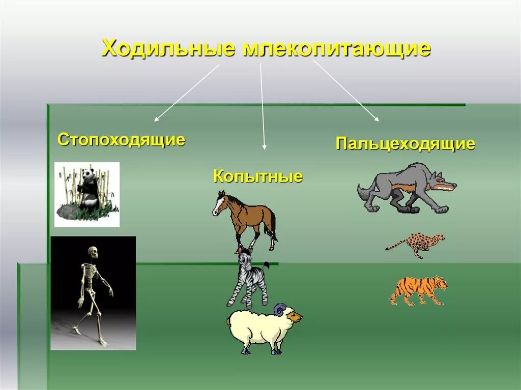 Особенности передвижения животных. Стопоходящие пальцеходящие. Примеры движения животных. Способы передвижения животных. Стопоходящие млекопитающие.