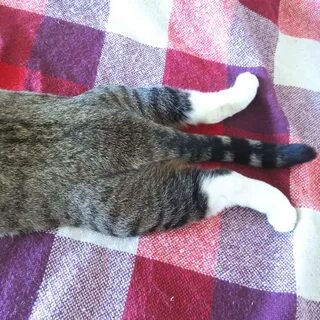 Кот лежит на животе