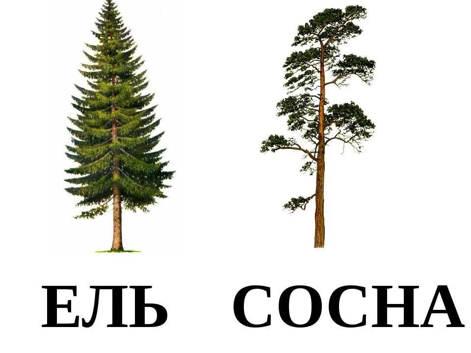 Различия хвойных. Хвойные ель и сосна. Хвойные деревья ель сосна различия. Сосна для дошкольников. Ель и сосна для детей.