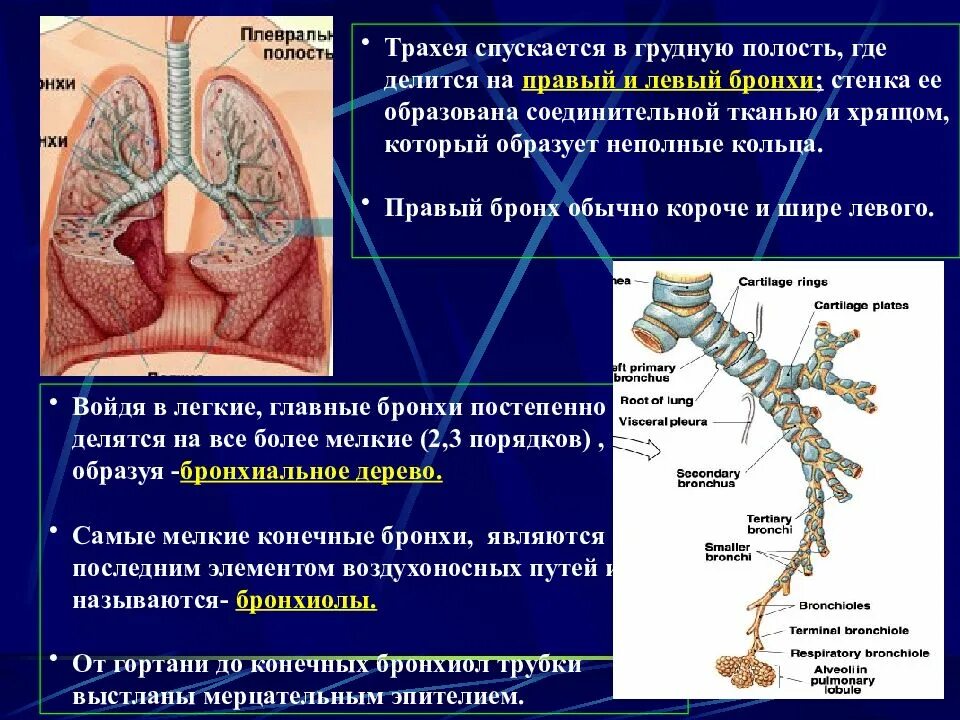 Строение трахеи и легких. Оболочки трахеи и бронхов. Бронхи строение и функции. Трахея и бронхи. Строение и функции трахеи и легких