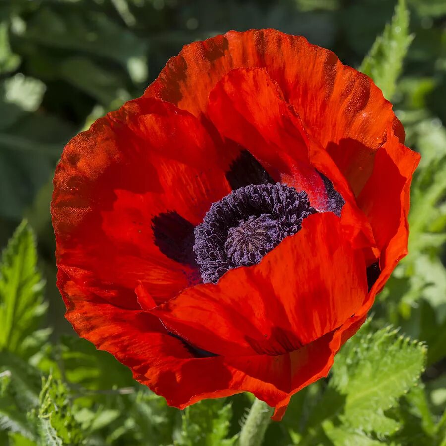 Декоративный мак купить. Мак Papaver. Мак прицветниковый. Мак Восточный Harlem (Харлем). Мак Восточный Распберри куин.