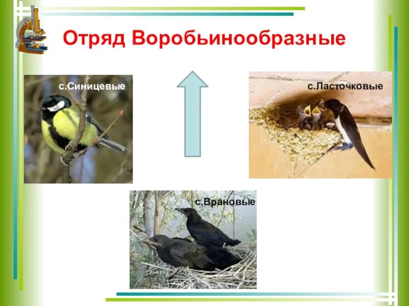 Установите последовательность отряд воробьинообразные. Отряд воробьинообразные представители. отряда воробьинообразных являются. синицевые воробьинообразные. представители отряда воробьинообразных.