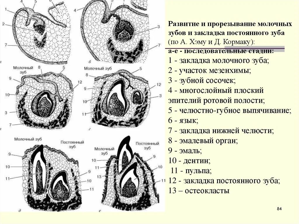 Периоды развития зубов гистология. Развитие постоянных зубов гистология. Закладка постоянных зубов гистология. Закладка зачатка постоянного зуба. Развитие зубов у человека