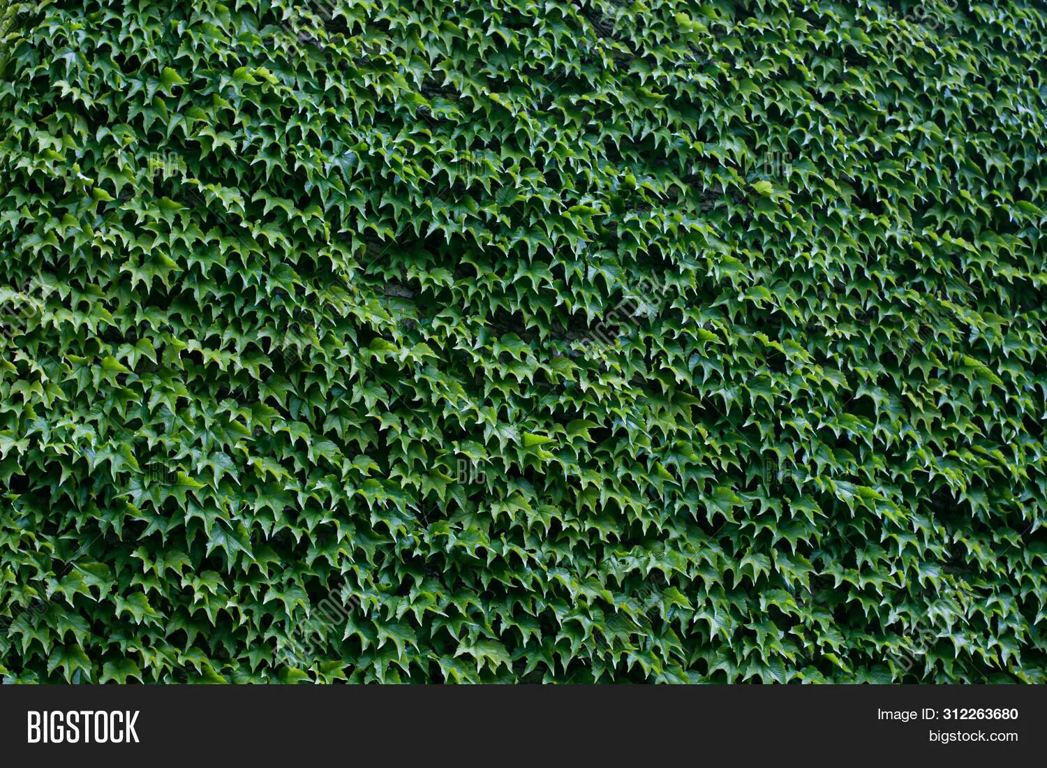 Теневыносливые растения плющ. Плющ морозостойкий hedera. Плющ green ripple. Английский плющ (hedera helix). Плющ на заборе.