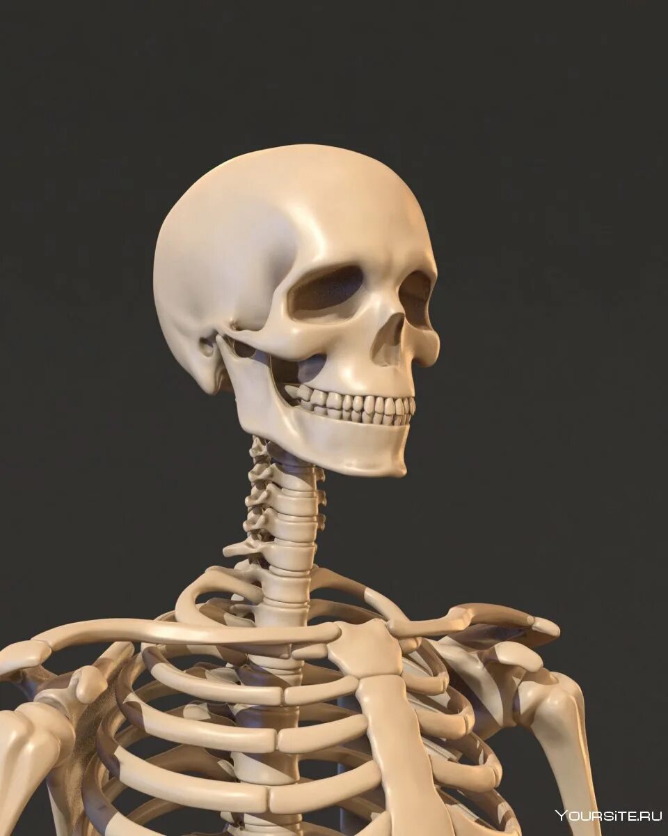 Скелет c4d. Скелет 3дmax. Скелет анатомия.