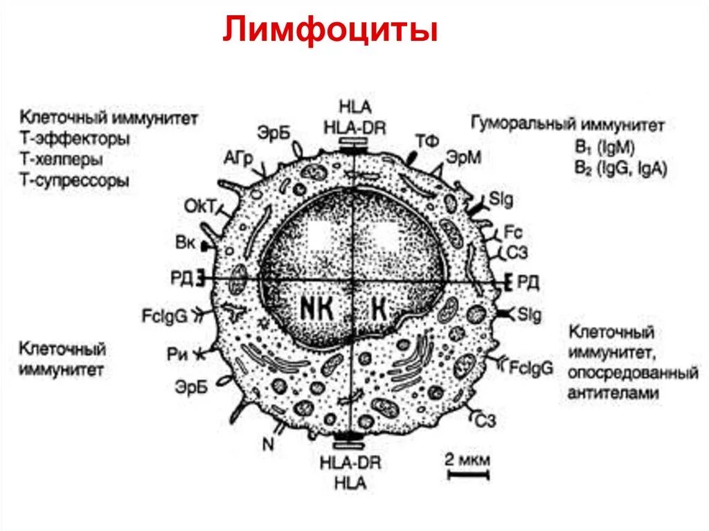 Т лимфоциты строение. Структура в лимфоцита. Лимфоциты схема строения. Строение т лимфоцитов гистология. Лимфоциты состав