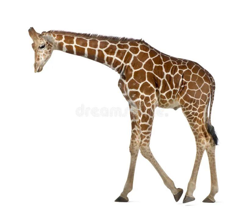 Сетчатый Жираф. Жеребенок сетчатого жирафа,l. Жираф смотрит вниз рисунок. Giraffe picture with White background.