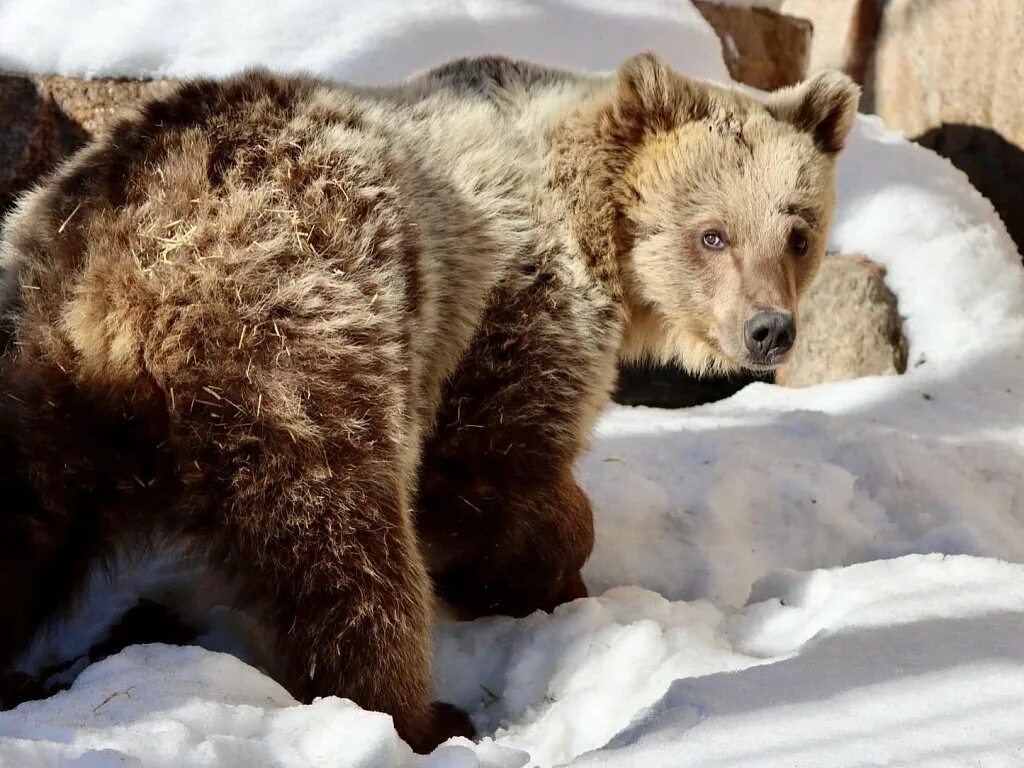 Когда просыпается медведь весной