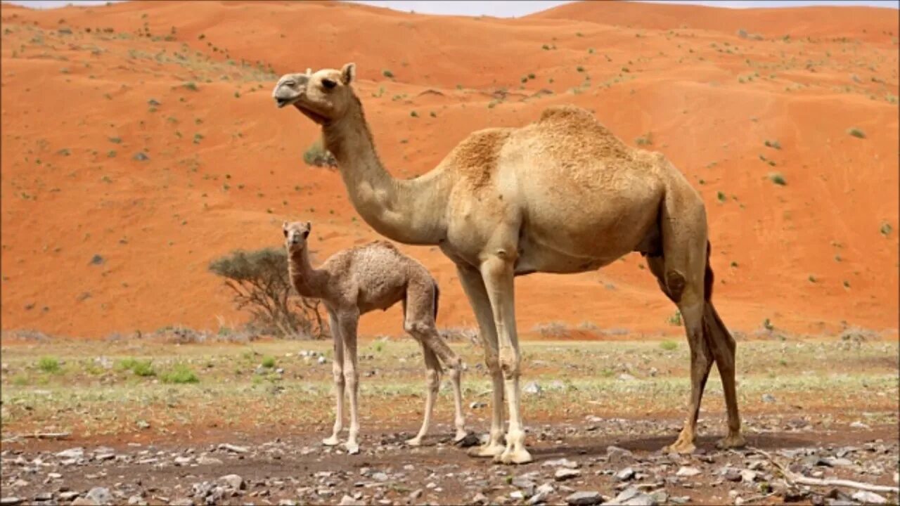 Camel beautiful