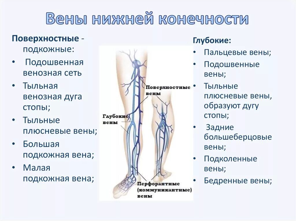 Поверхностная Вена нижней конечности. Вена нижней конечности анатомия. Поверхностные (подкожные) вены нижней конечности:. Венозная система нижних конечностей топография подкожных.