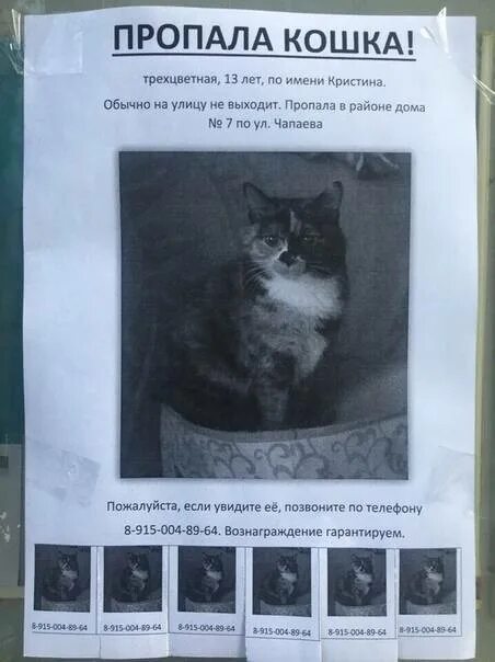 Потерялся котенок как найти на улице