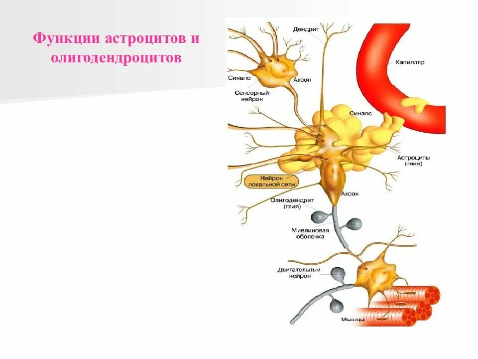 Функции астроцитов олигодендроцитов. Волокнистые астроциты функции. АСТ функция. Астроциты структура и функции.