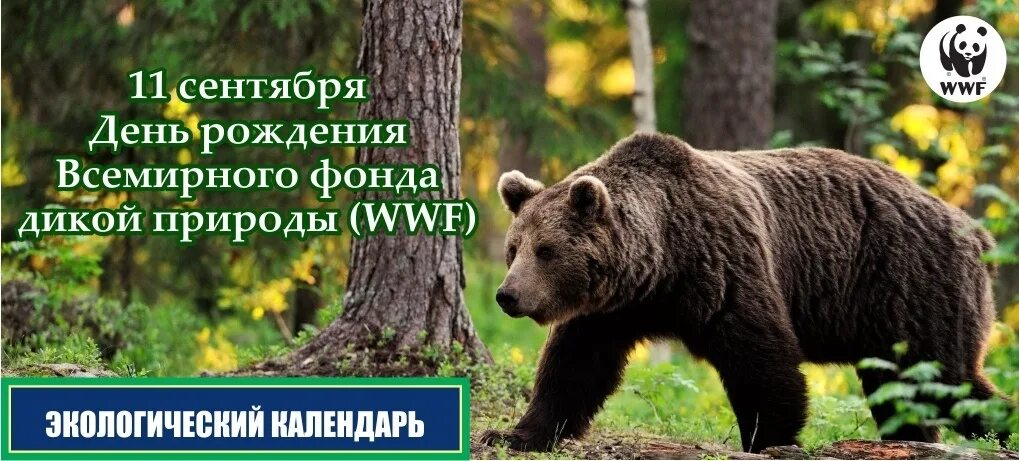 Почему важно уделять внимание охране диких животных. День рождения Всемирного фонда дикой природы. Фонд защиты дикой природы в России. День рождения Всемирного фонда дикой природы 11 сентября. Охрана дикой природы.