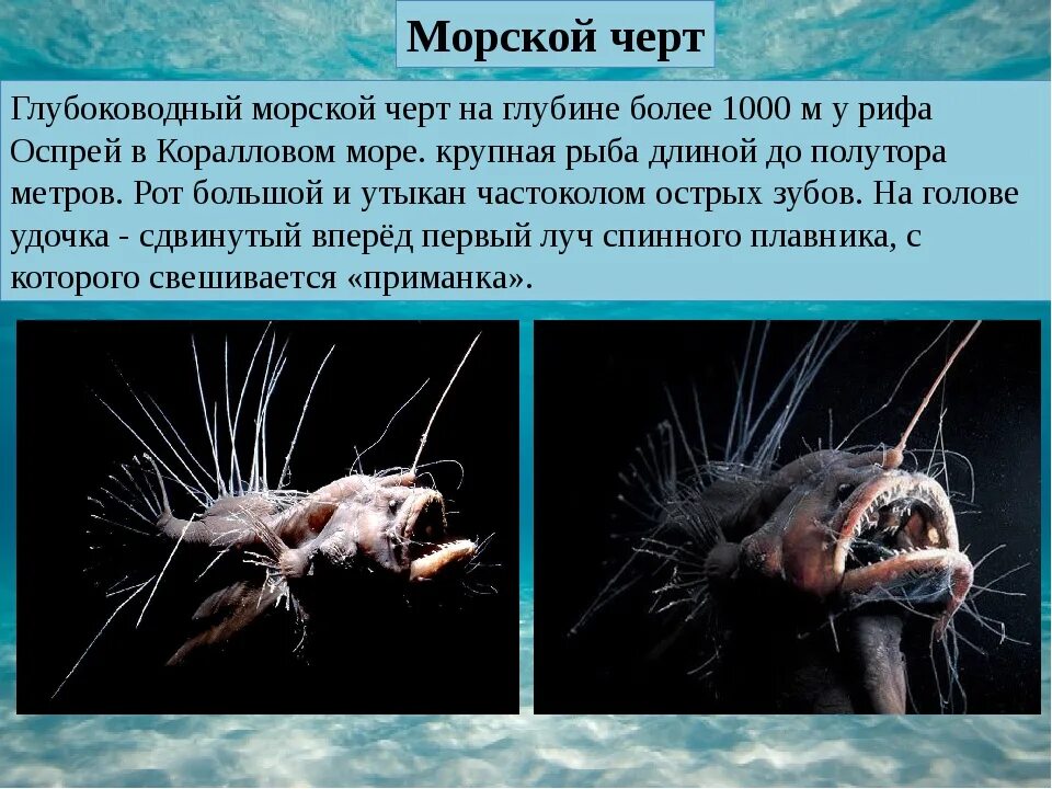 Европейский удильщик доклад. Глубоководная рыба удильщик. Европейский удильщик морской чёрт. Глубоководный удильщик (морской дьявол). Обитатель океана доклад