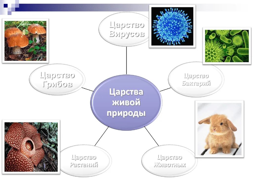 Сколько на земле существует царств природы. Царство растений животных грибов бактерий вирусов. Схема царства живой природы 5 класс биология. Царство животных растений грибов бактерий. Тема 4 царства живой природы царство бактерий.