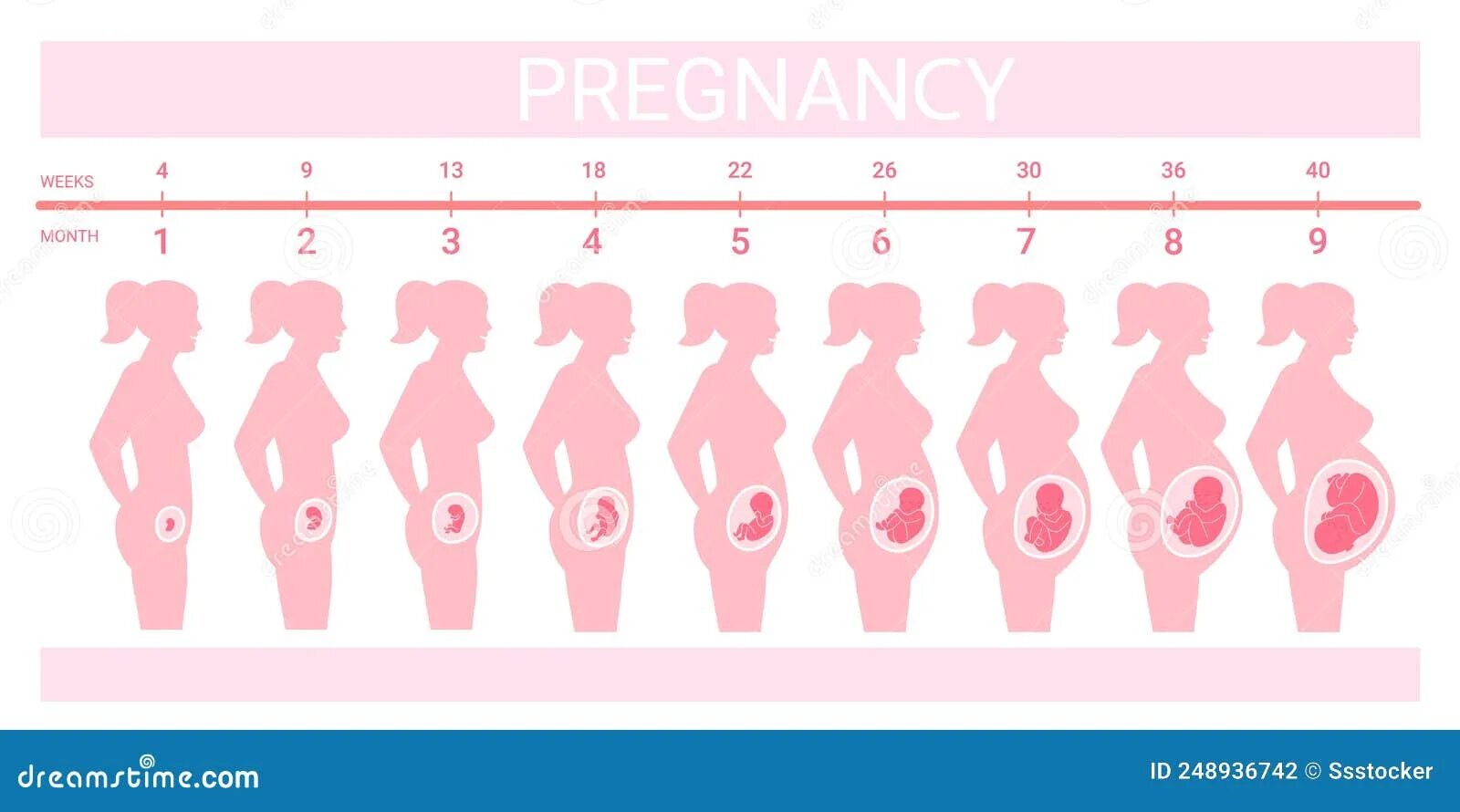 Триместры беременности как определить. Триместры по месяцам и неделям. Триместры и месяцы беременности. Триместры беременности по месяцам.