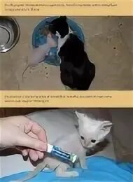 Сколько спят котята в месяц
