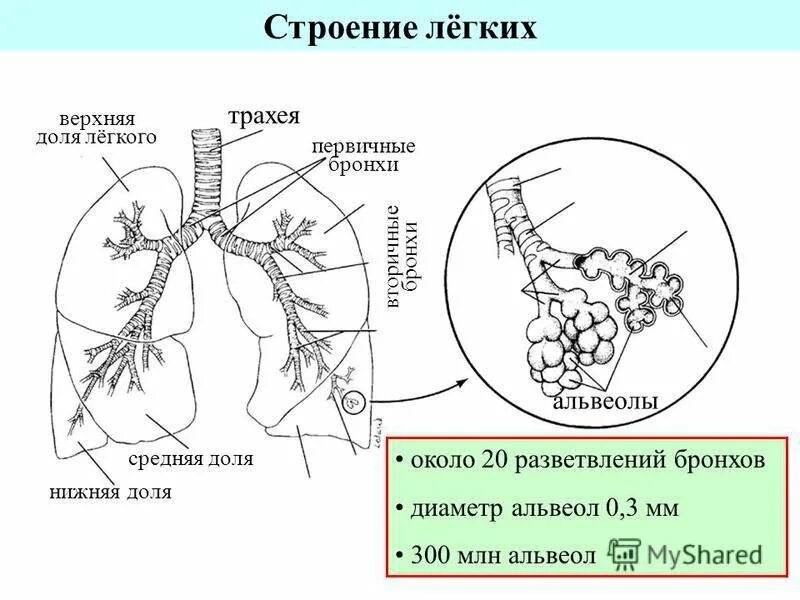 Строение легких бронхиальное дерево. Бронхи строение альвеолы. Легкие альвеолы бронхи строение. Бронхами схема легкие с бронхами. Бронхиальное дерево легких