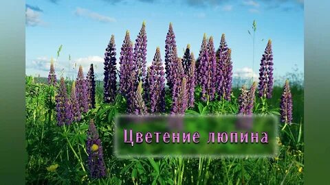 Люпины надо обрезать после цветения