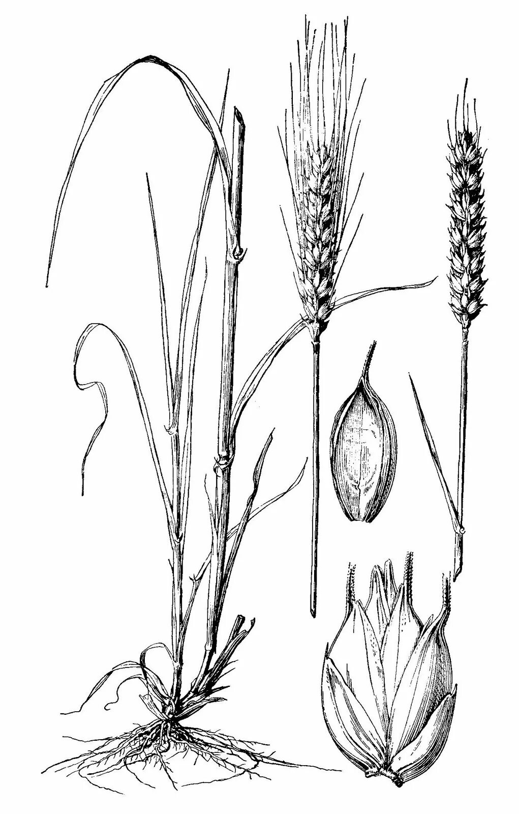 Строение ячменя. Семейство Тритикум. Triticum aestivum рисунок Ботанический. Ячмень обыкновенный гербарий. Пшеница Ботаническая иллюстрация.