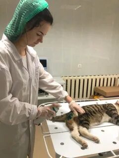 Ветклиника созвездие ярославль