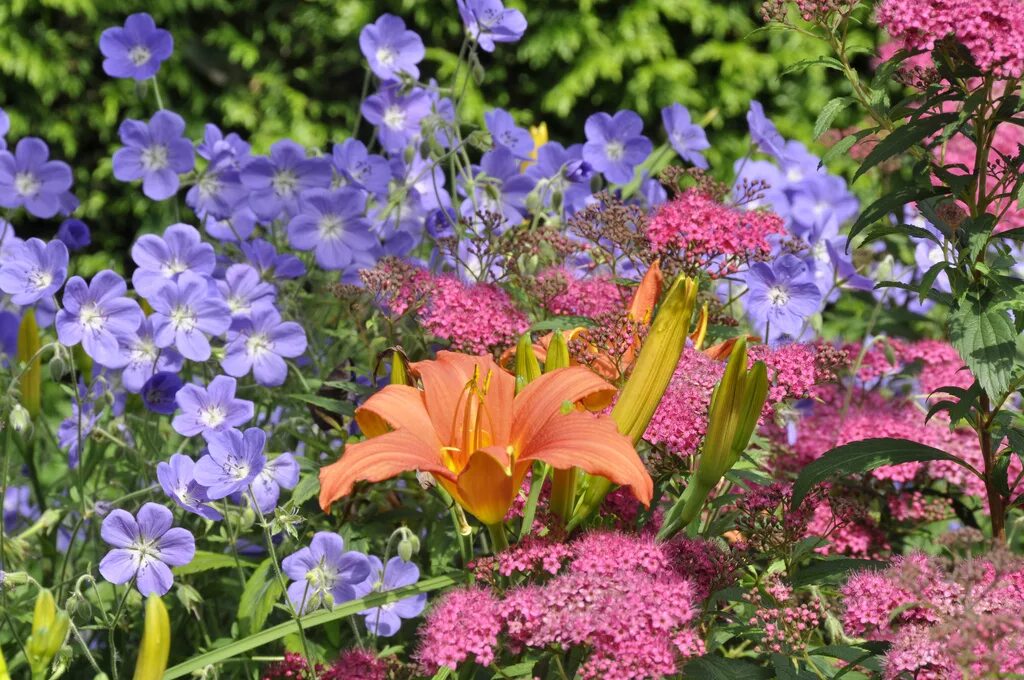 Фото красивых цветов для сада и названия. Июньские многолетники. Однолетники в июне. Цветы, огородные многолетки.. Летние цветы.