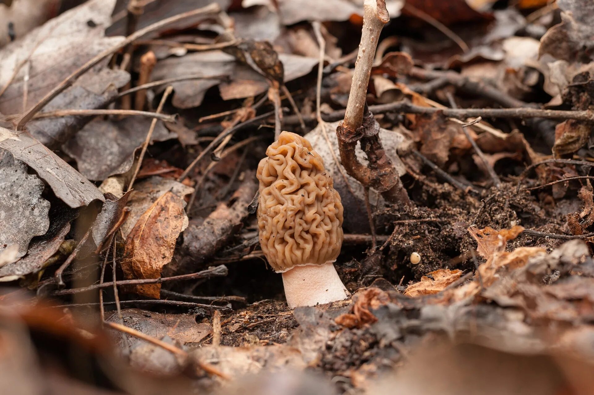 Когда растут грибы сморчки. Весенние грибы сморчки. Сморчки грибы Лесные. Сморчок (Morchella). Весенние грибы Подмосковья сморчки.