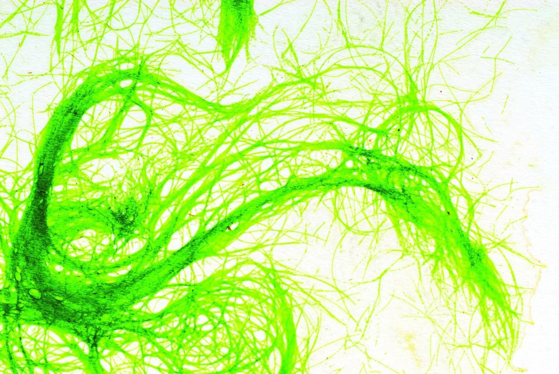 Вкус водорослей. Хлорелла водоросль. Нитчатые водоросли под микроскопом. Зелёные водоросли. Стилизованные водоросли.