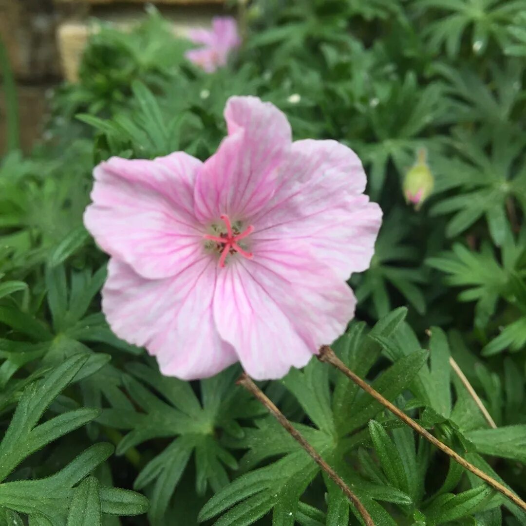 Герань sanguineum striatum. Geranium sanguineum var. Striatum. Герань sanguineum var. Striatum. Geranium sanguineum Lancastriense.