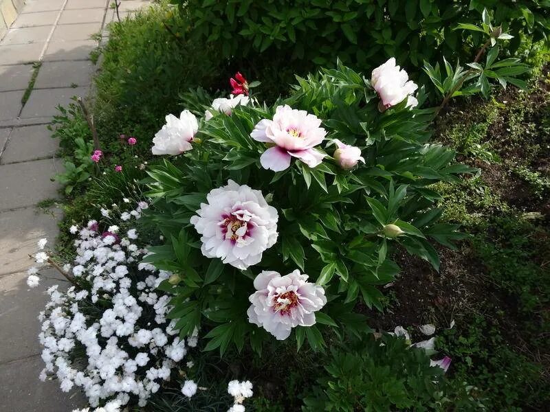 Пион-ИТО Кора Луиза (Paeonia Itoh Cora Louise) 2020 ЦветолюБ ВКонтакте