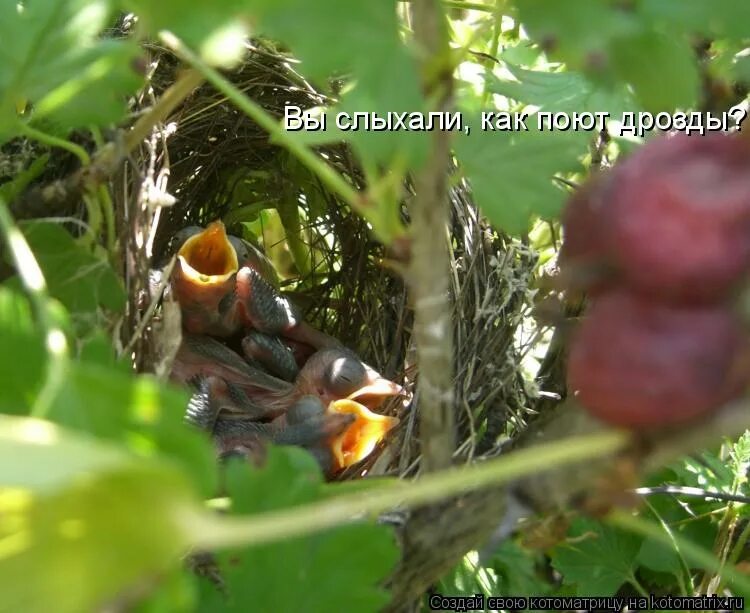 Вечером вокруг моей стоянки пели и дрозды. Певчий дрозд пение. Вечером вокруг моей стоянки пели и дрозды. Чтение текста вверх ногами. Вы слыхали как поют дрозды текст песни.