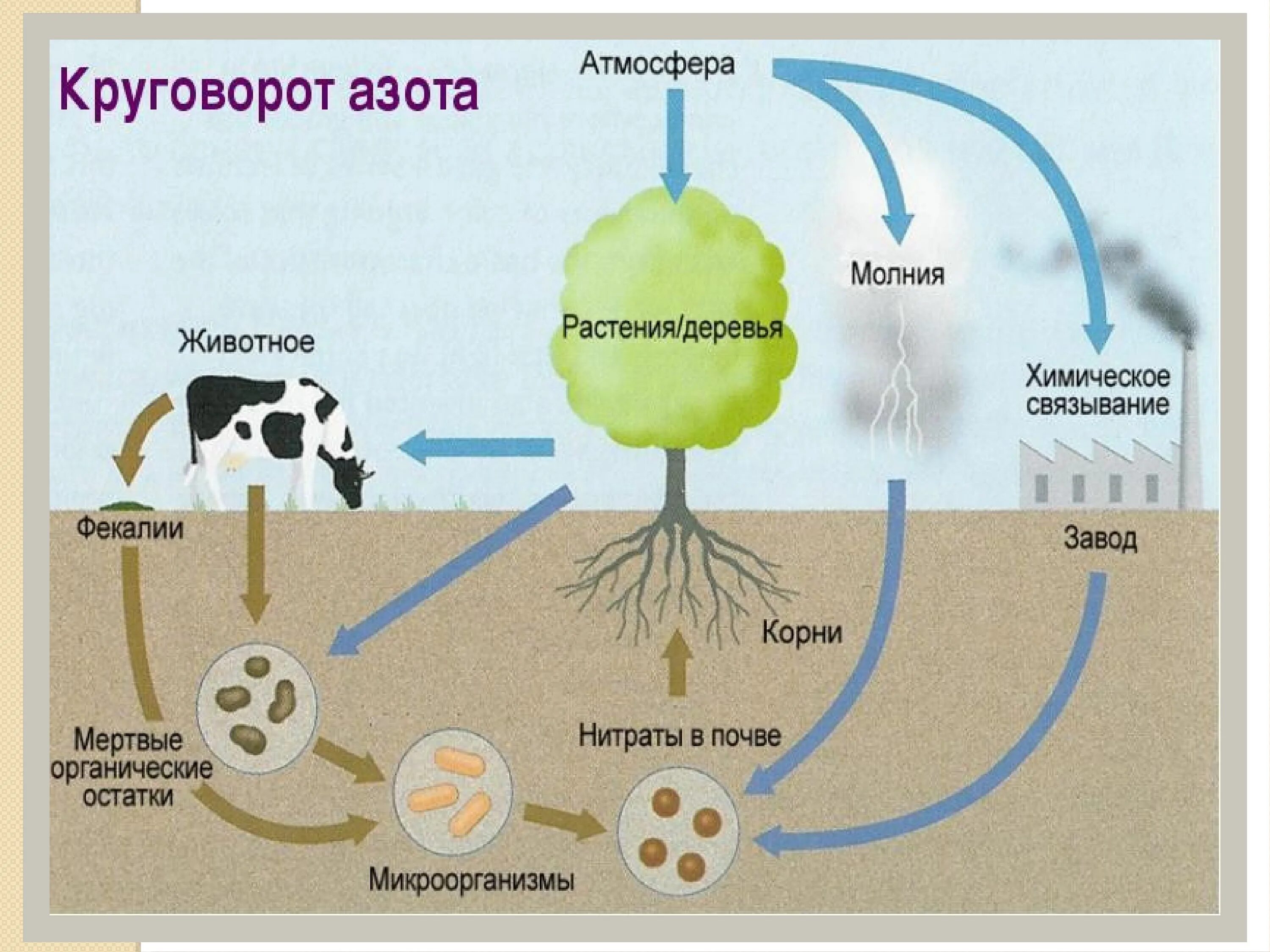 Круговорот азота в природе впр. Крговорот ахота в природе. Круговорот азота в природе схема. Ч, Хема круговорот азота в природе. Схема круговора ахота в природе.