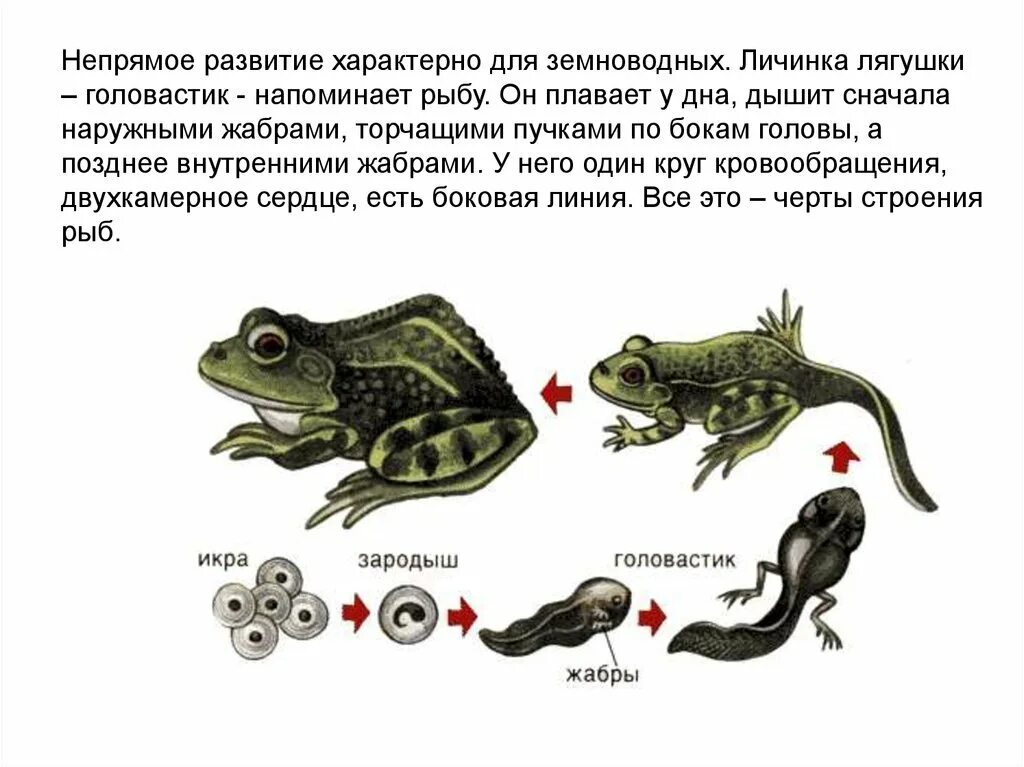 Личинки земноводных. Непрямое развитие характерно для. Строение головастика лягушки. Непрямое развитие примеры животных. У рыбы прямое или непрямое развитие