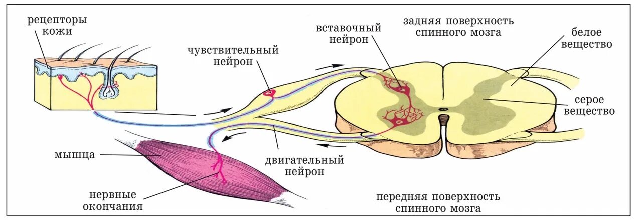 5 чувствительные нейроны передают