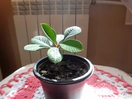 Авито цветы барнаул