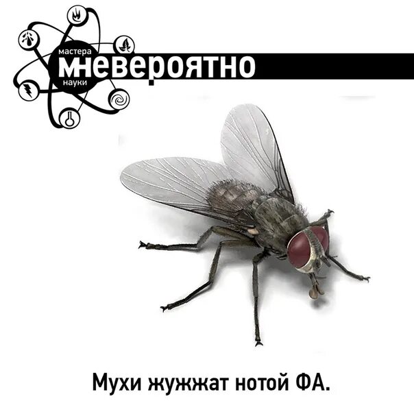 Сильное жужжание. Муха жужжит. Изображение мухи. Пусть будут мухи. Звук мухи.