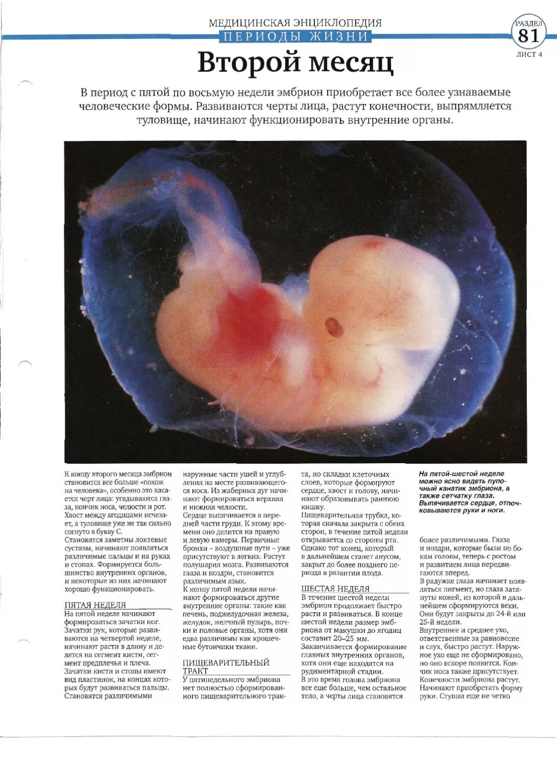 2-3 недели беременности размер плода. узи плода 4 недели беременности. 4 неделя размер. 4 неделя размер. 4 неделя размер.