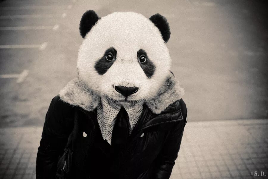 Крутая Панда. Панда на аву. Панда аватар. Грустная Панда.