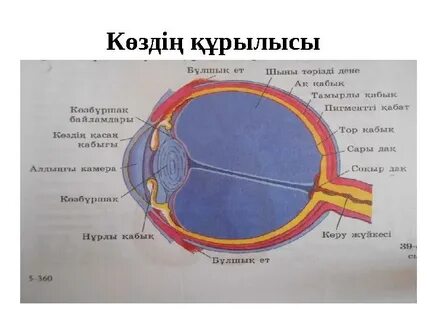 Қазақ әйелі бір түнде тұру ақысын анальдік секс арқылы төледі.
