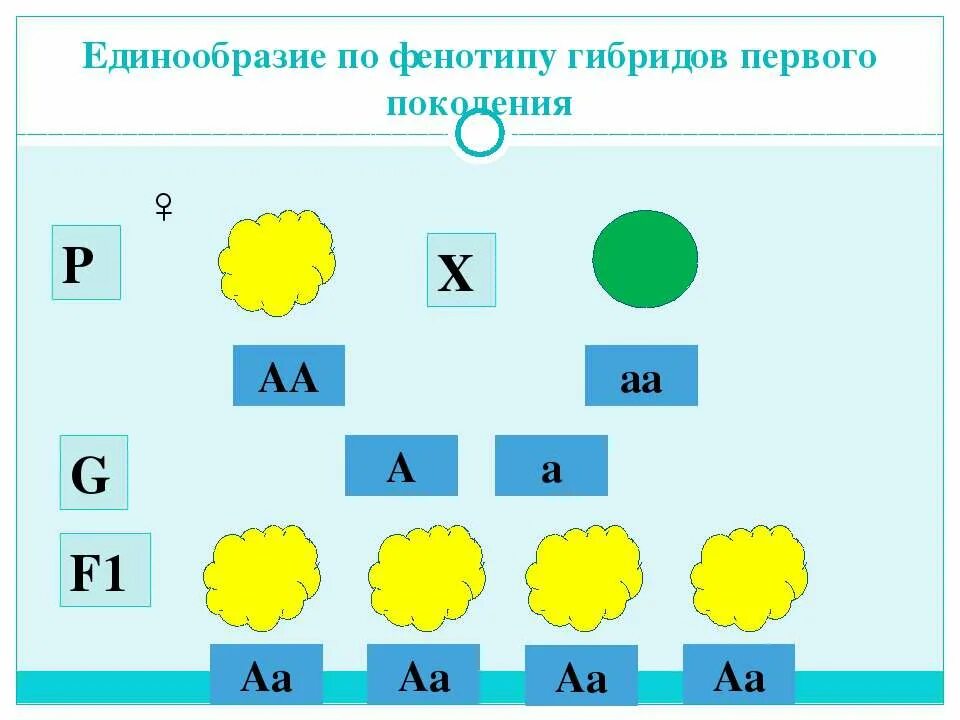 Первое правило гибридов первого поколения. Единообразие гибридов первого поколения. Единообразие по фенотипу. Закон единообразия гибридов первого поколения. Условный знак гибридов первого поколения.