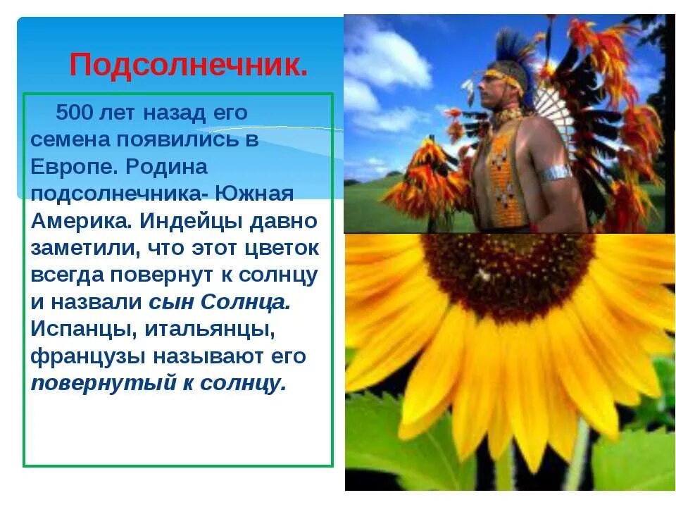 Сообщение о растениях путешественниках