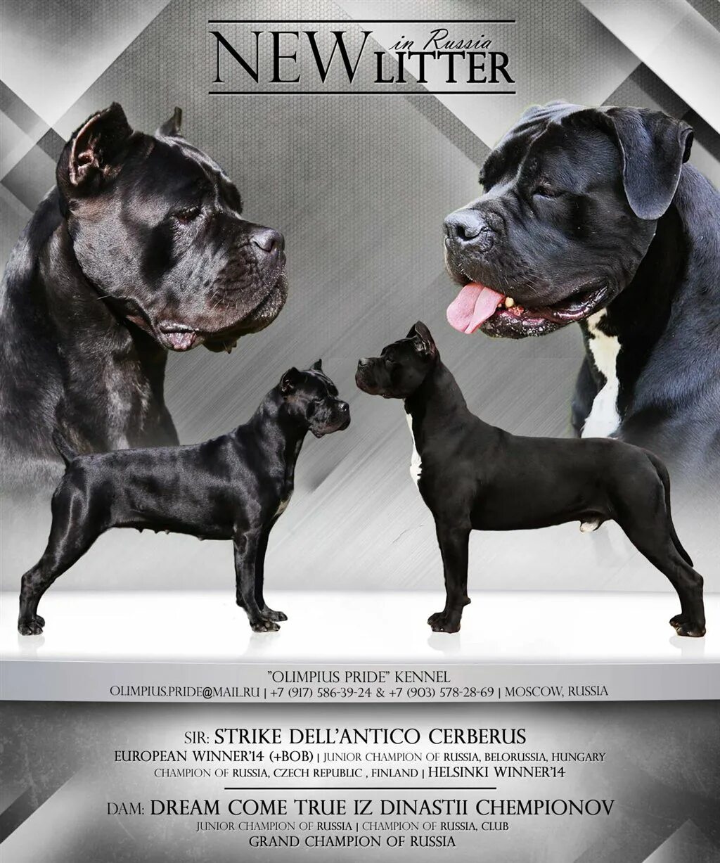 кане корсо в холке. Jvv10548 0019. кане корсо презентация помета donato. стандарт щенков кане корсо. династия кантемировых кане корсо питомник.