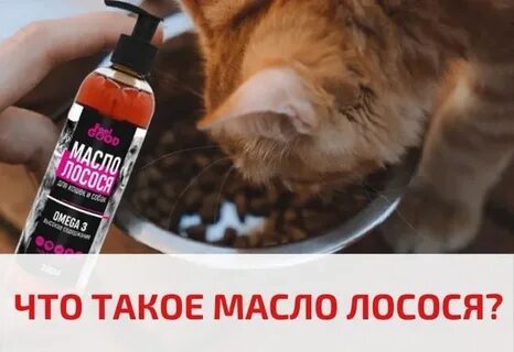 Дать собаке масло