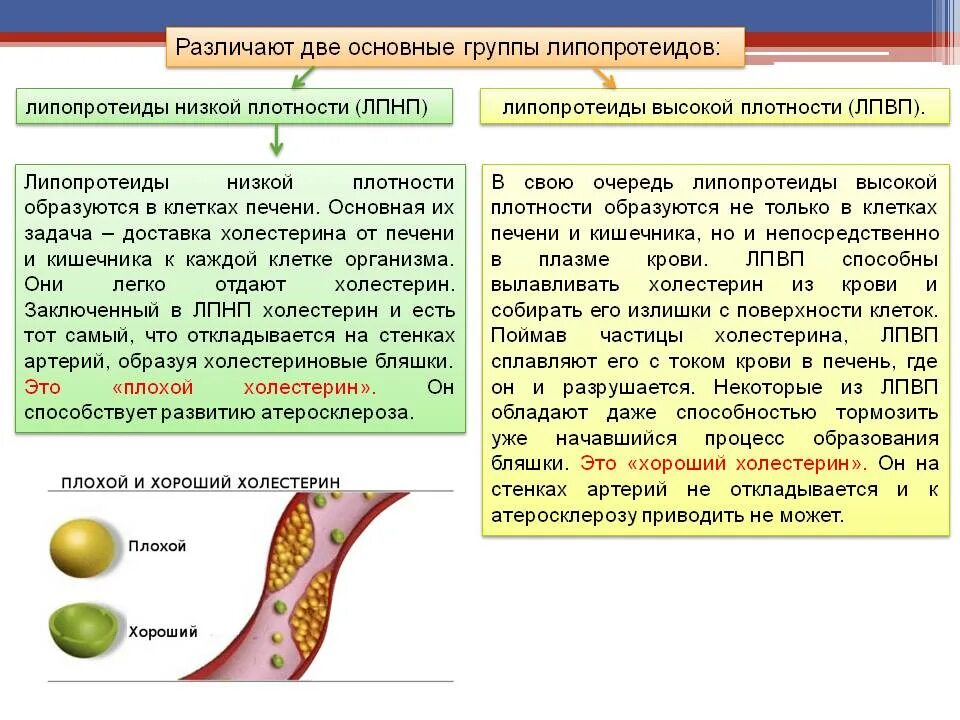 Холестерин ЛПНП 4.35++. Холестерина липопротеинов высокой плотности в крови понижен. Холестерин ЛПНП повышен 4.6. ЛПНП что это плохой холестерин.